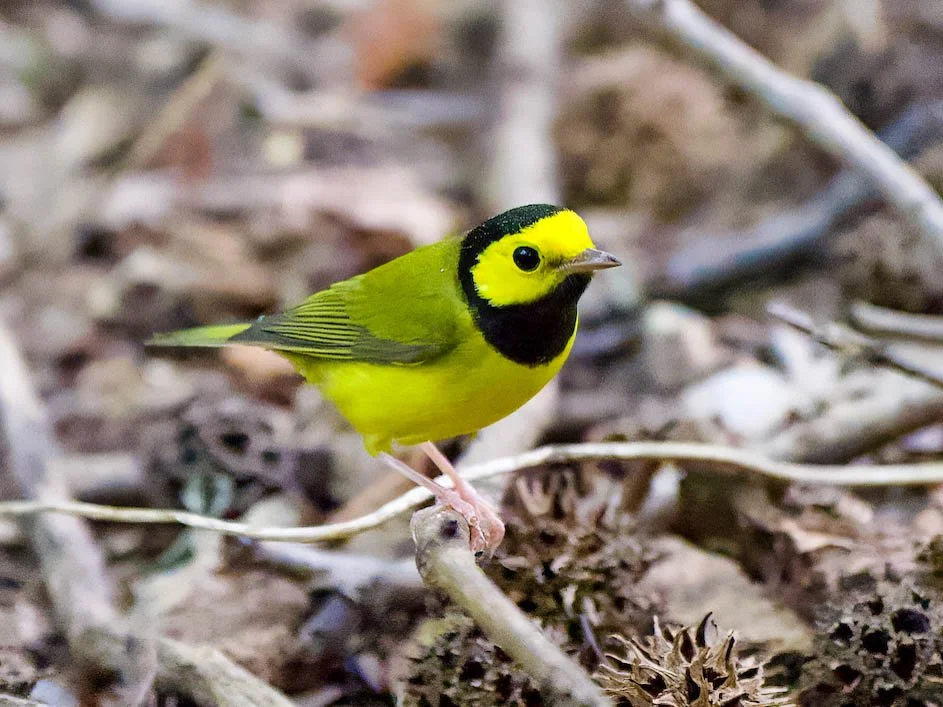 Hooded Warbler