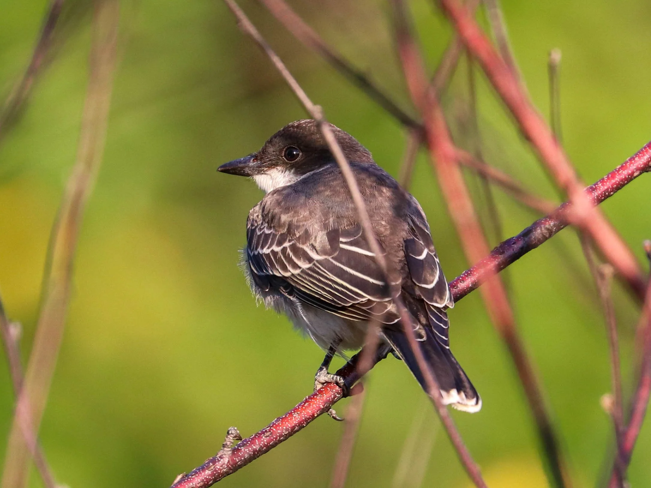 Eastern Kingbird