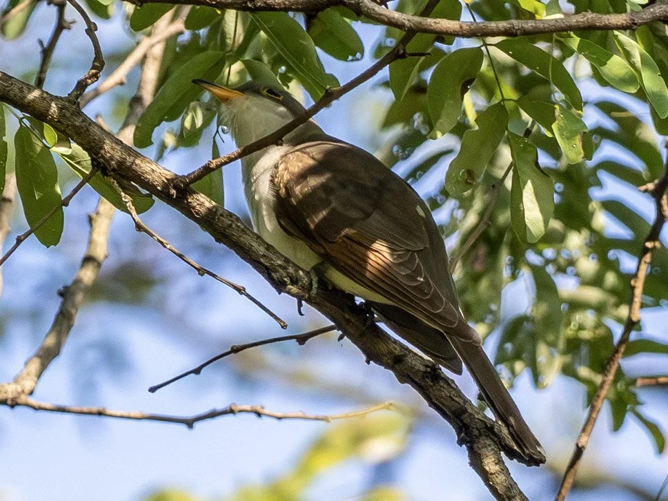 Yellow-billed Cuckoo
