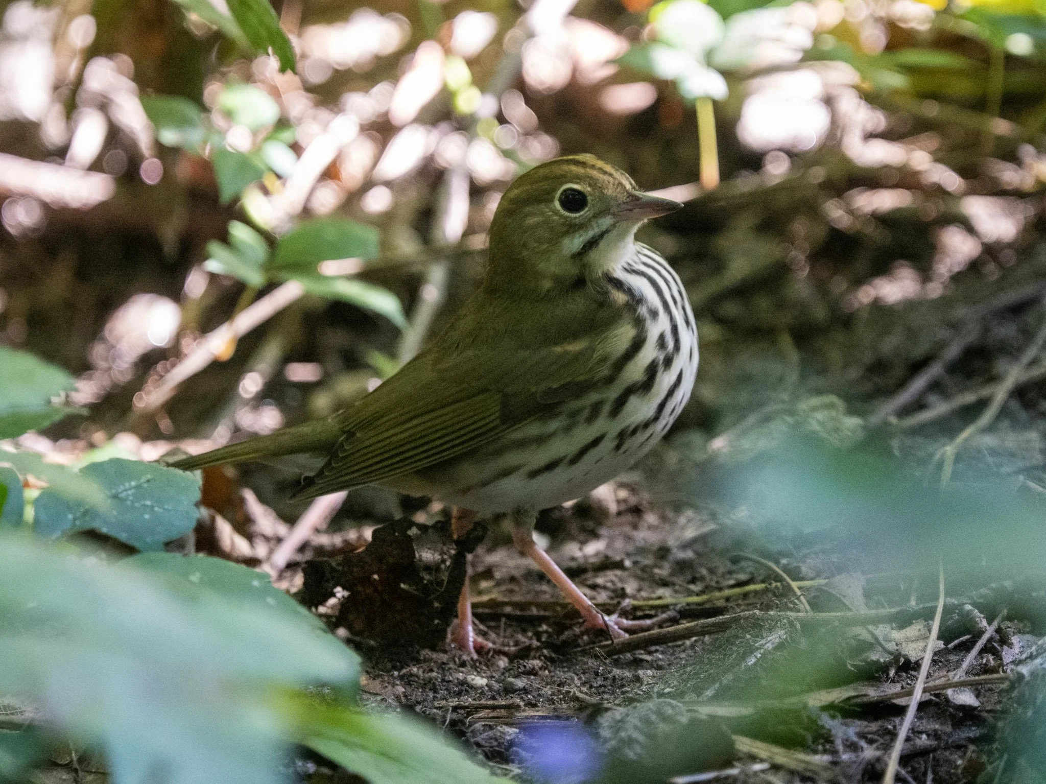 Ovenbird