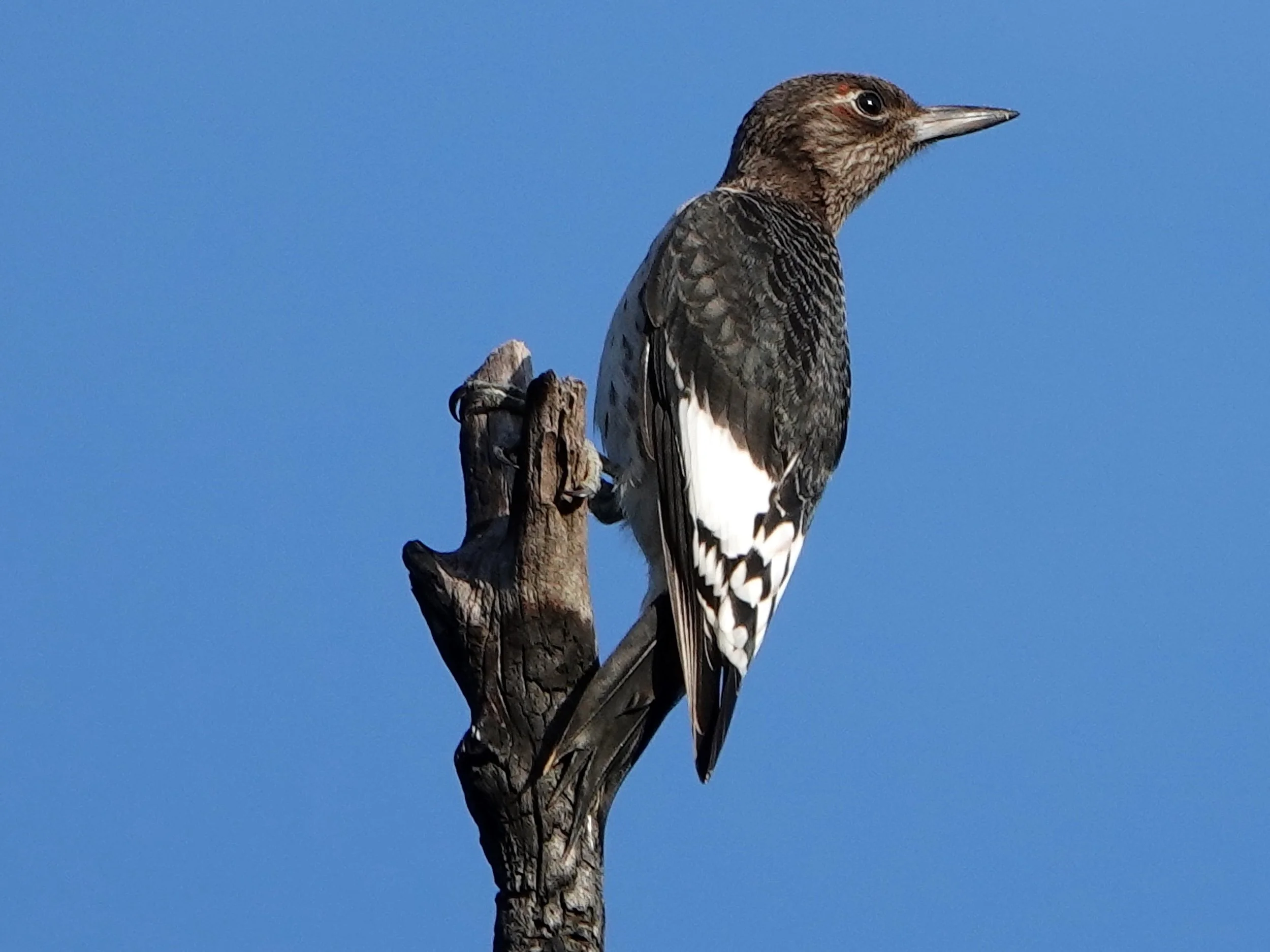 Red-headed Woodpecker