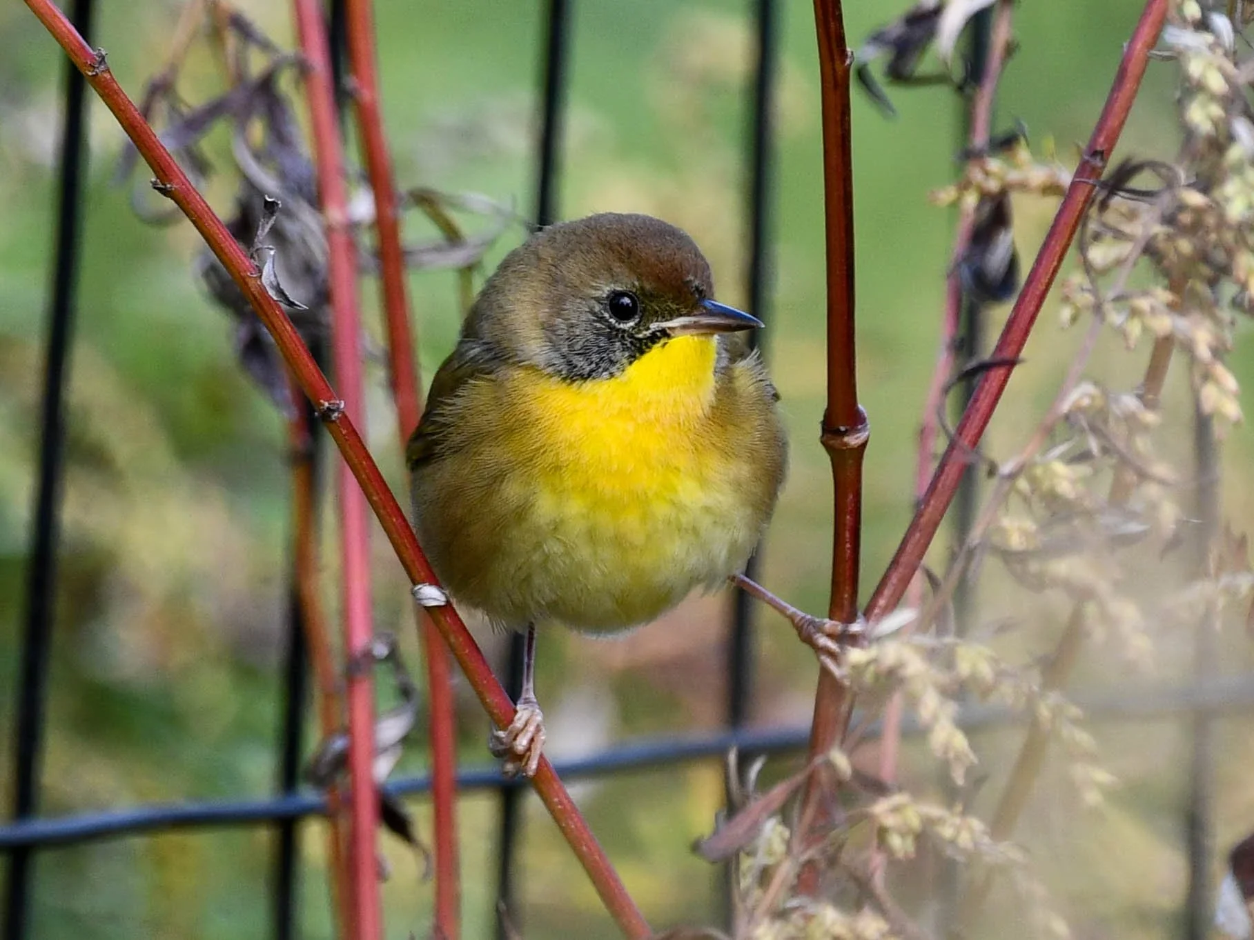 Common Yellowthroat