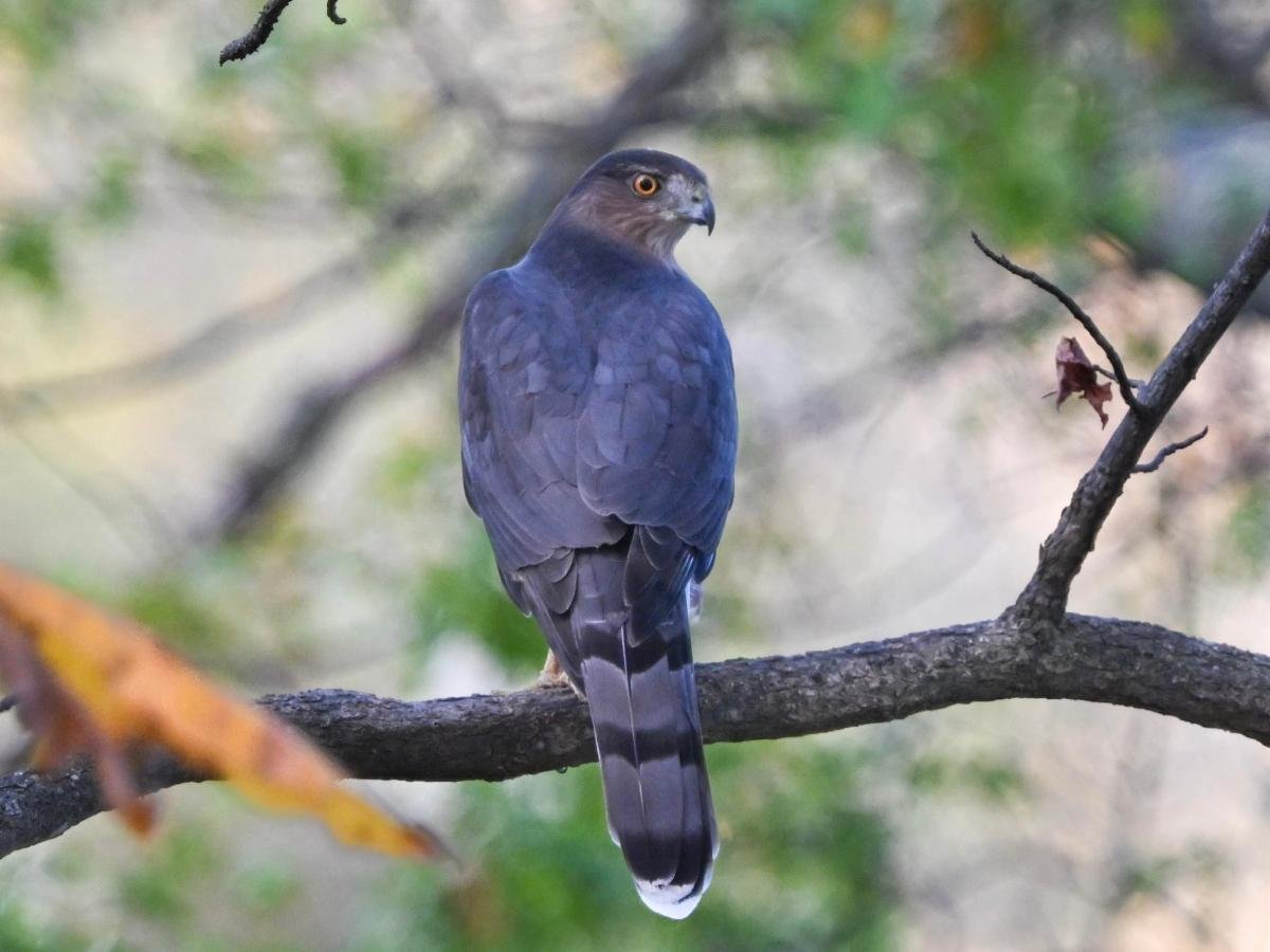 Cooper's Hawk