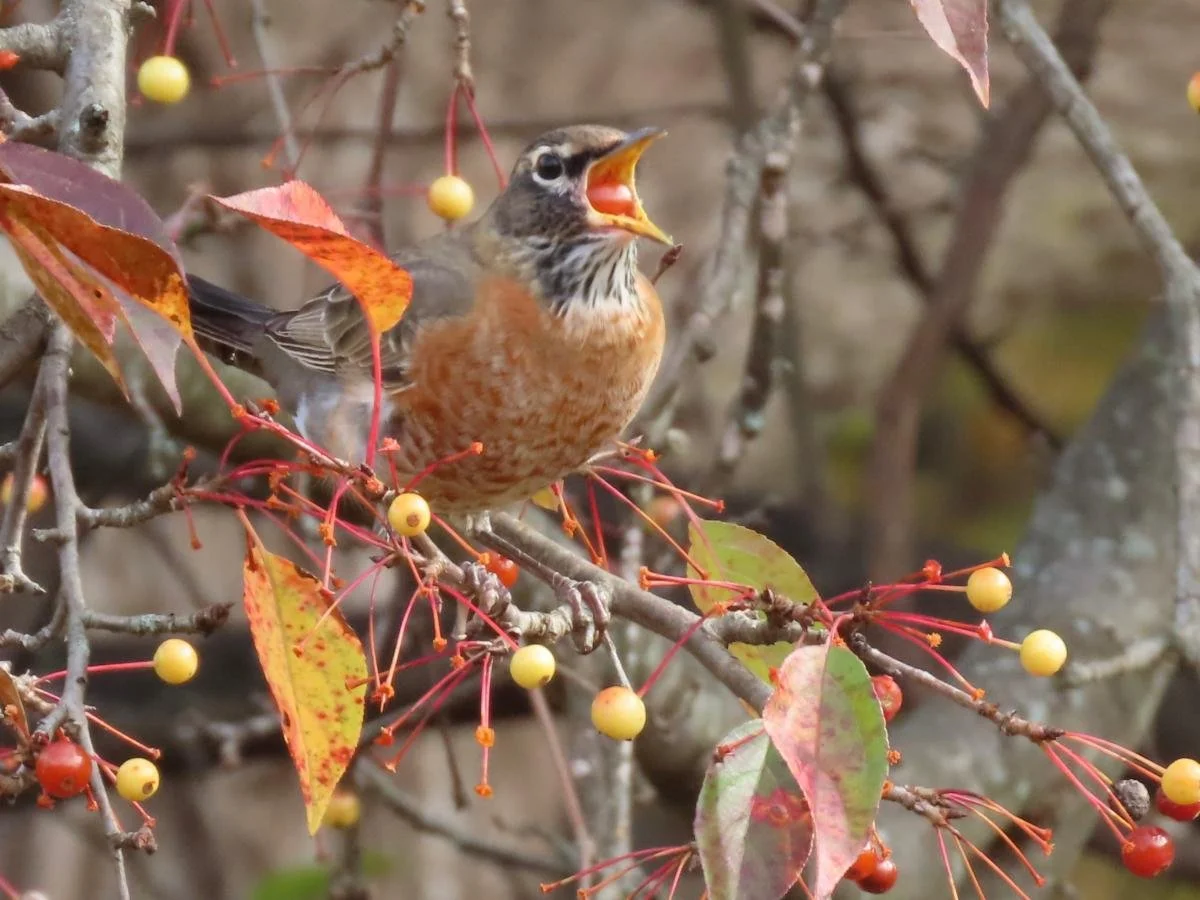 American Robin