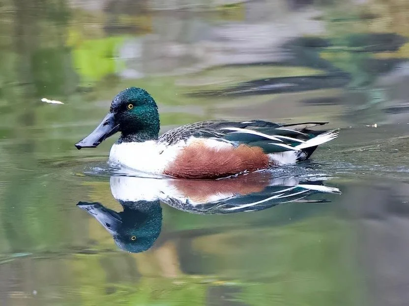 Northern Shoveler