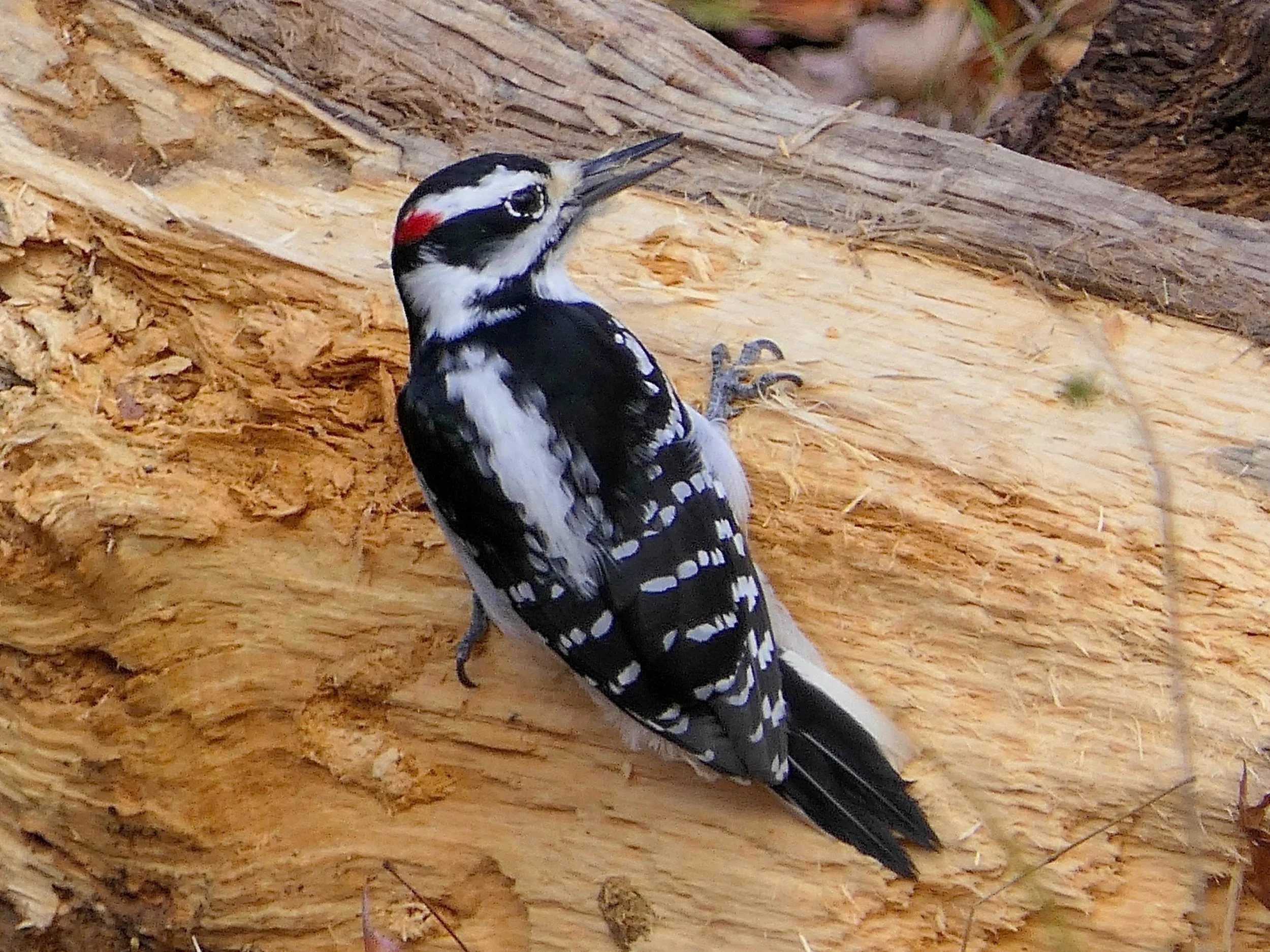 Hairy Woodpecker