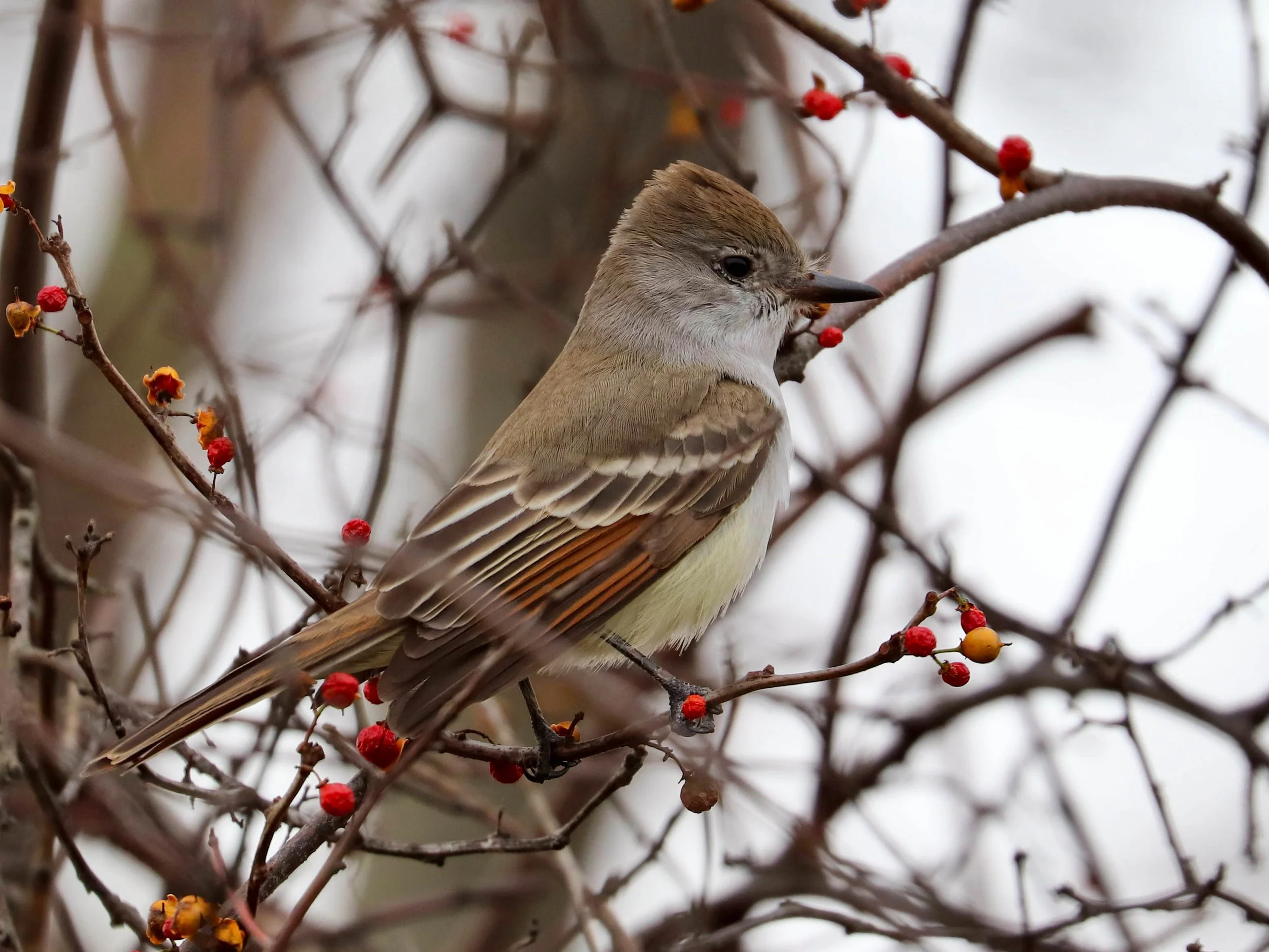 Ash-throated Flycatcher