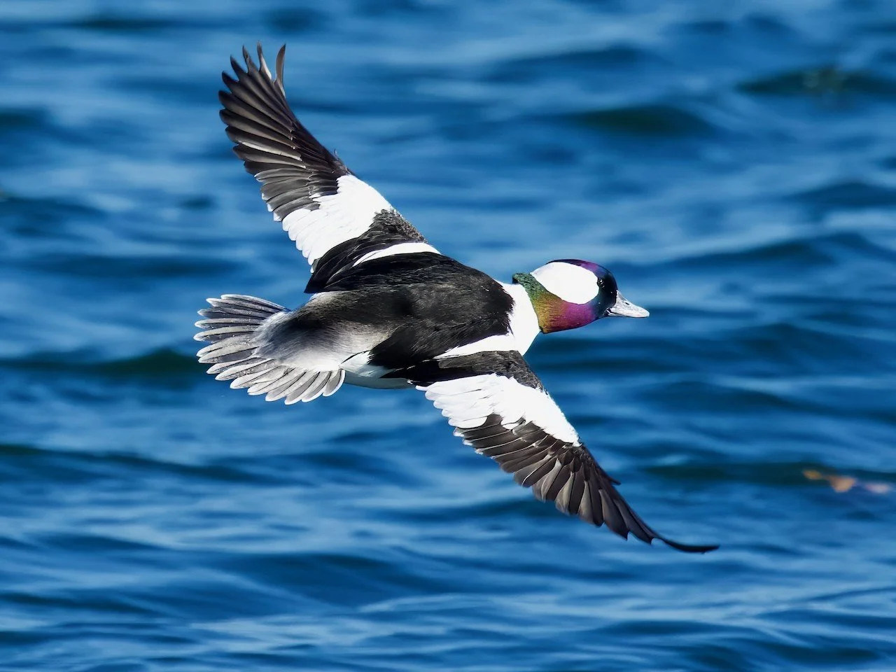 Bufflehead