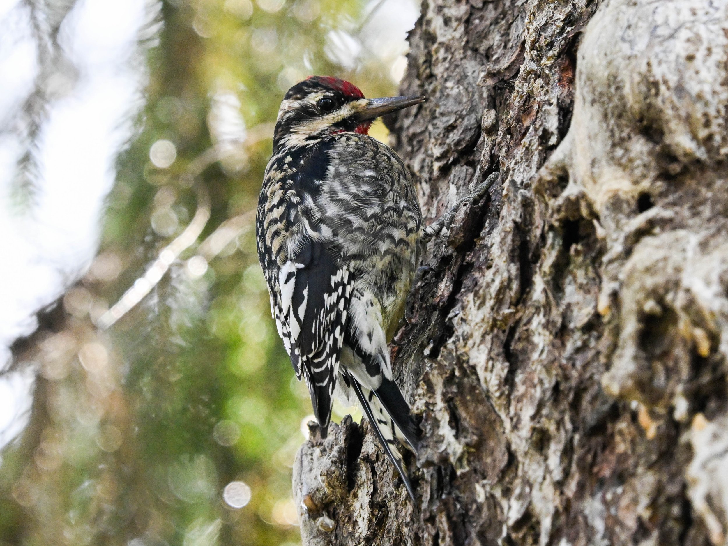 Yellow-bellied Sapsucker