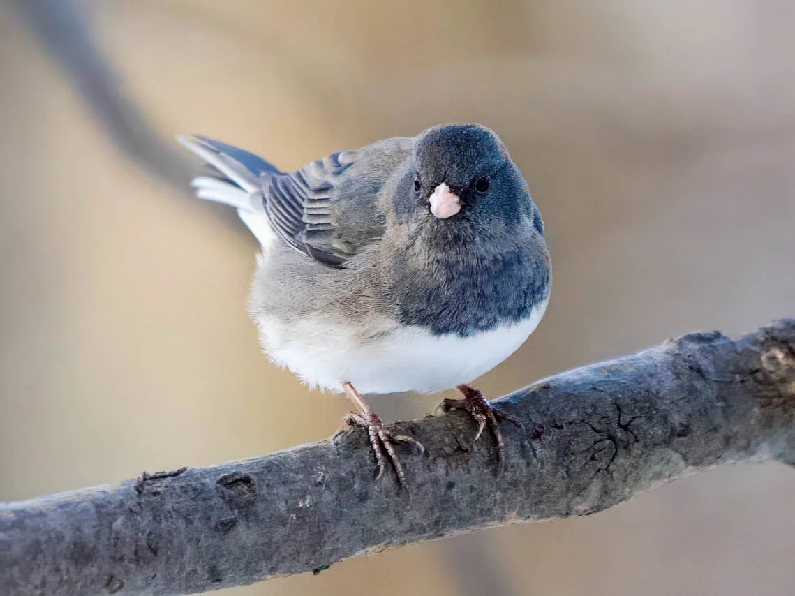 Dark-eyed Junco