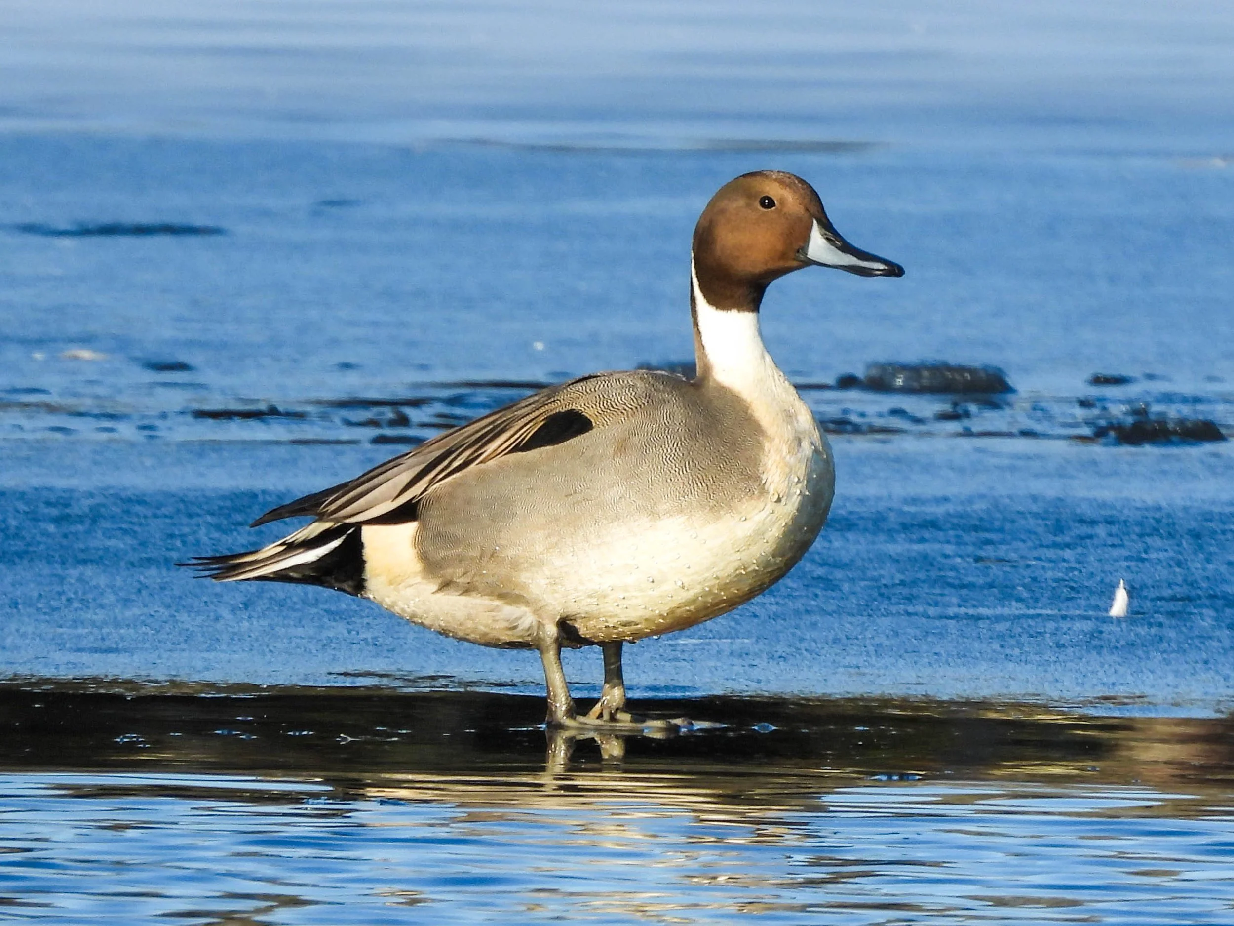 Northern Pintail