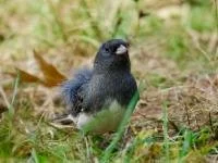Dark-eyed Junco