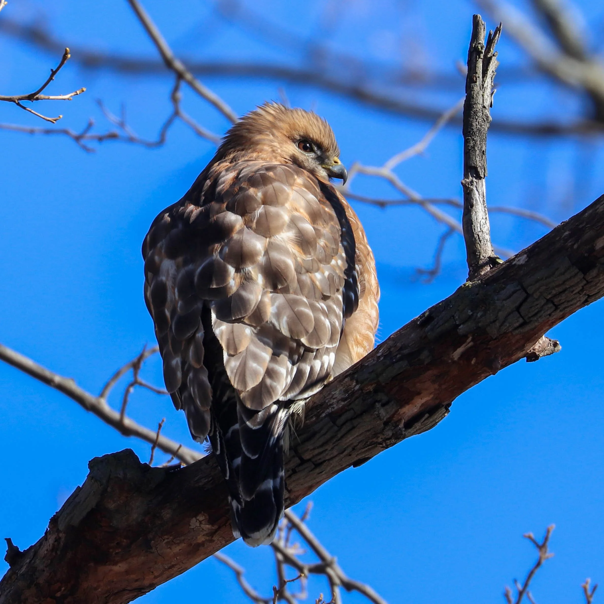 Red-shouldered Hawk