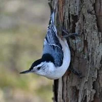 White-breasted Nuthatch