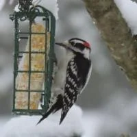 Downy Woodpecker