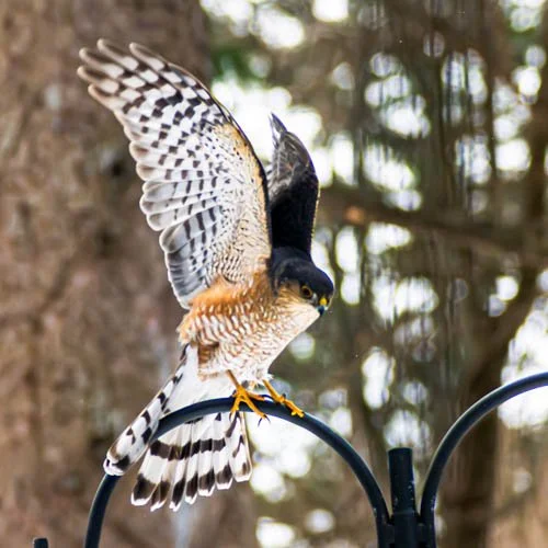 Sharp-shinned Hawk