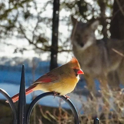 Northern Cardinal