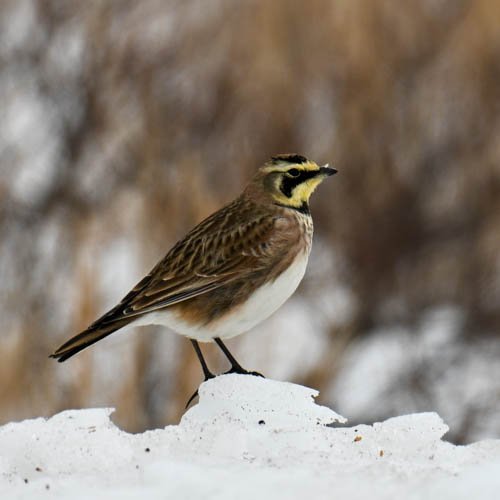 Horned Lark