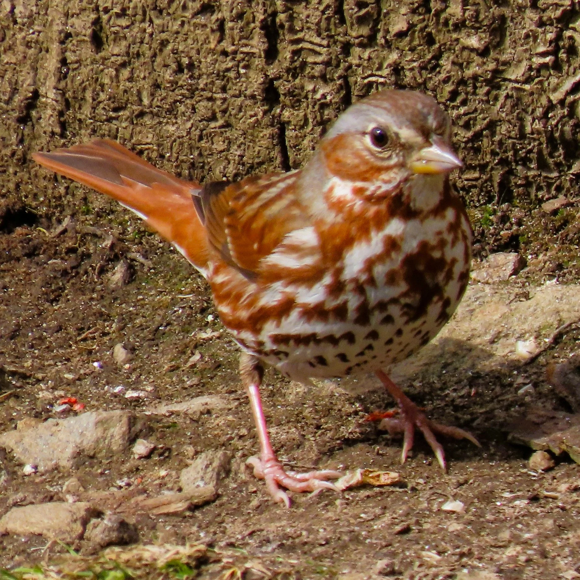 Fox Sparrow