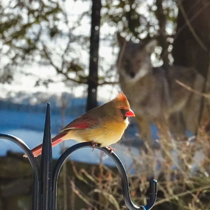 Northern Cardinal