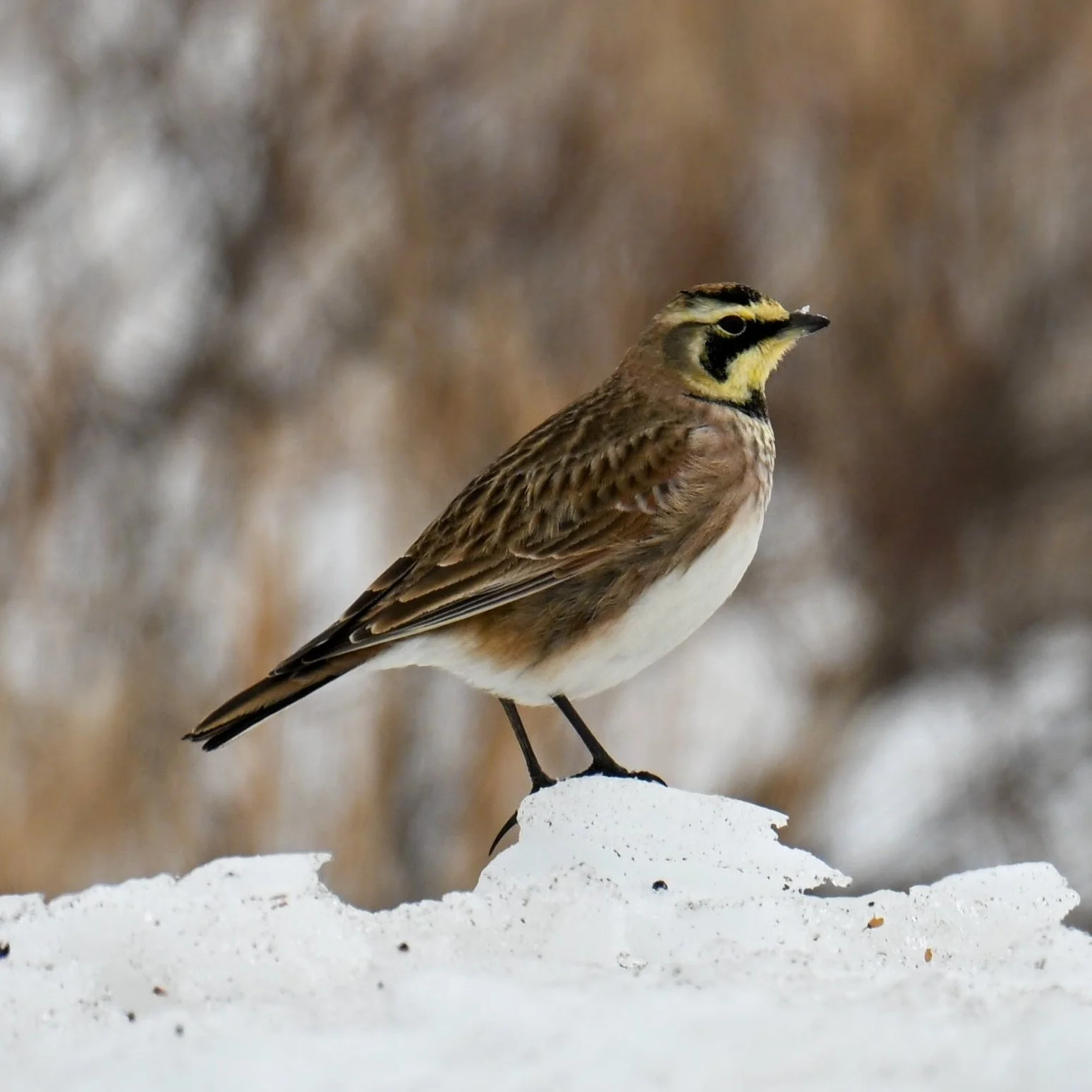 Horned Lark