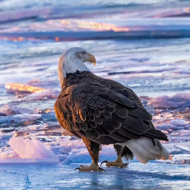 Bald Eagle
