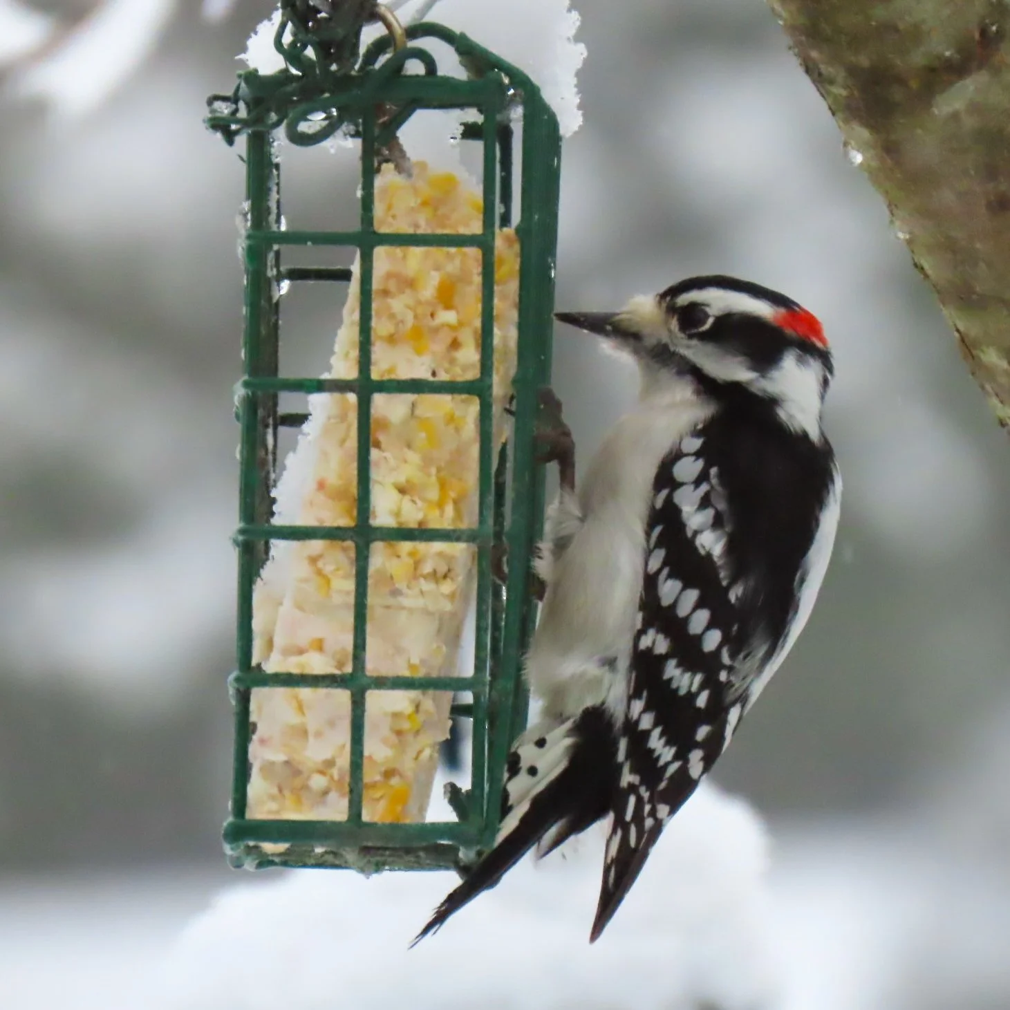 Downy Woodpecker