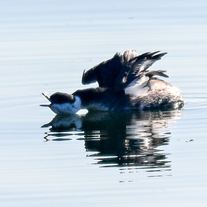 Horned Grebe