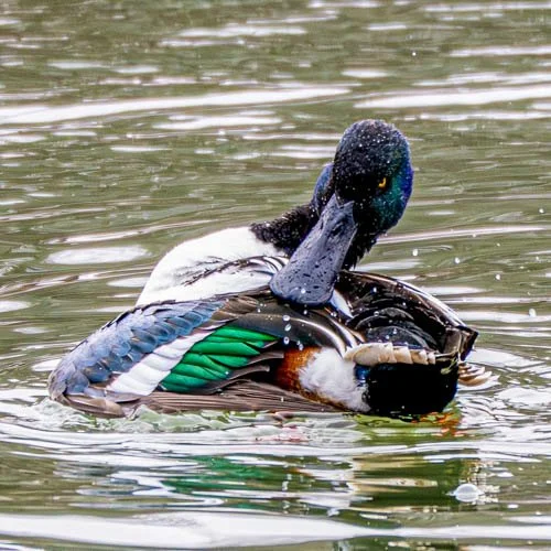 Northern Shoveler
