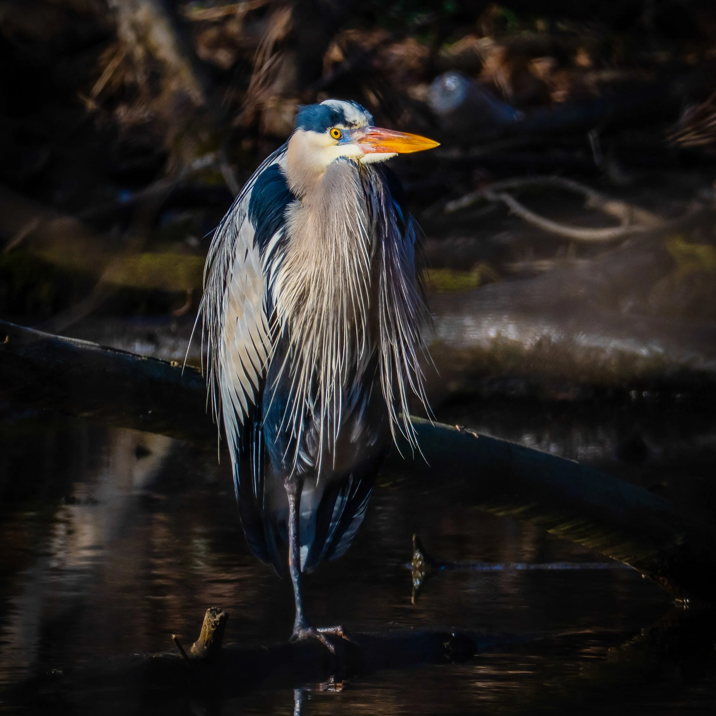 Great Blue Heron