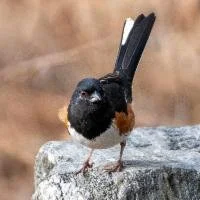 Eastern Towhee