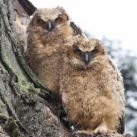 Great Horned Owl