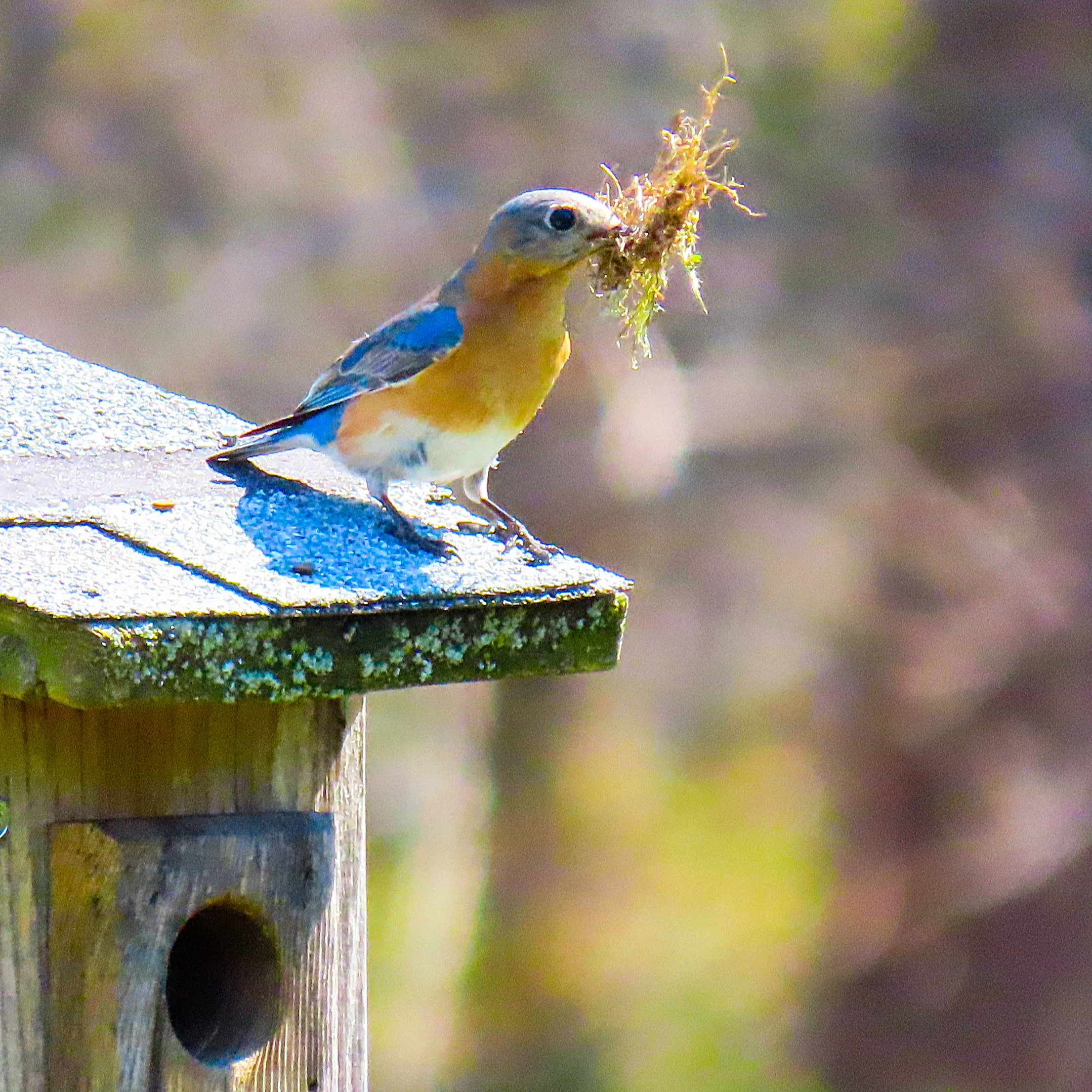 Eastern Bluebird