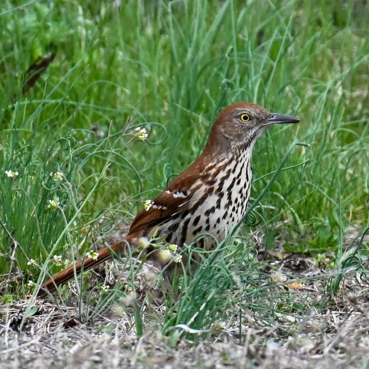 Brown Thrasher