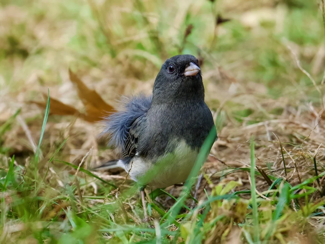 Dark-eyed Junco