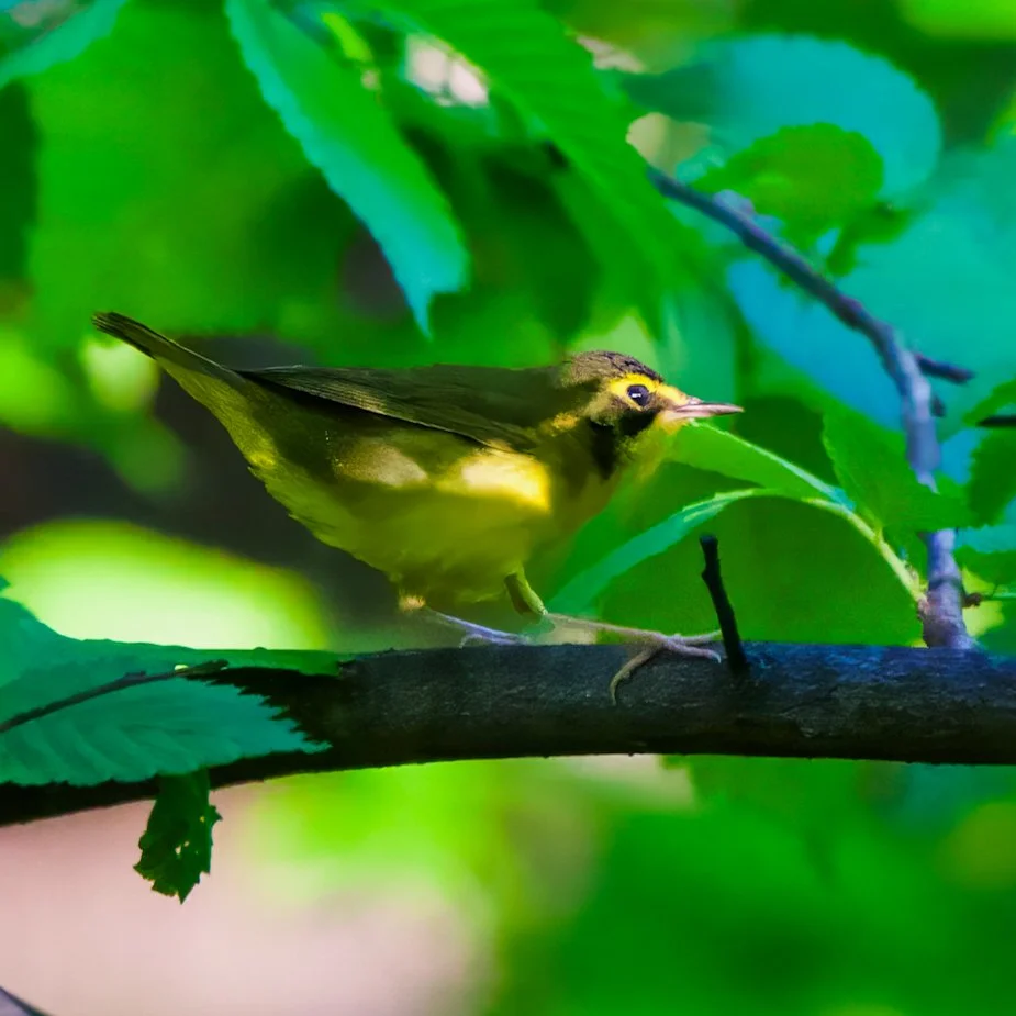 Kentucky Warbler