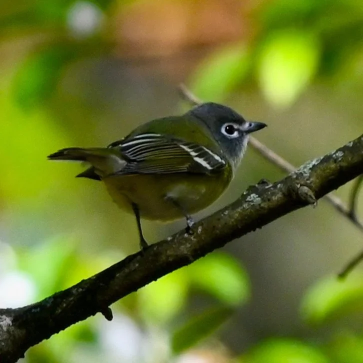 Blue-headed Vireo