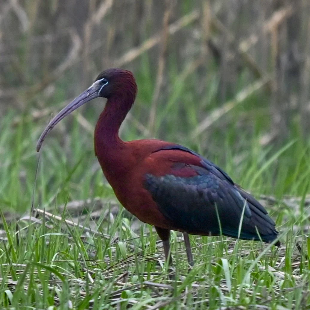 Glossy Ibis