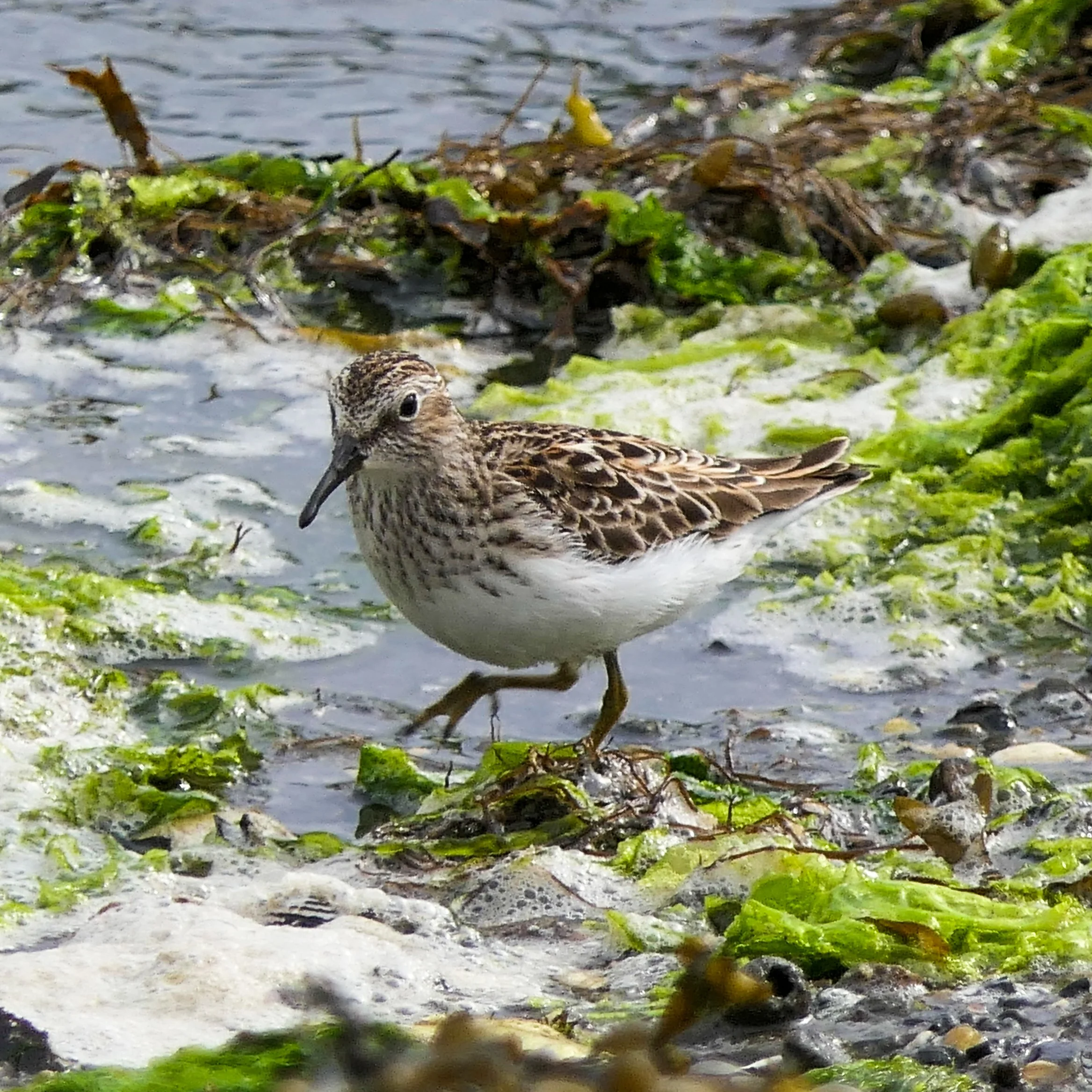 Least Sandpiper