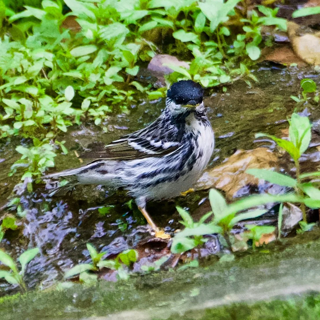 Blackpoll Warbler