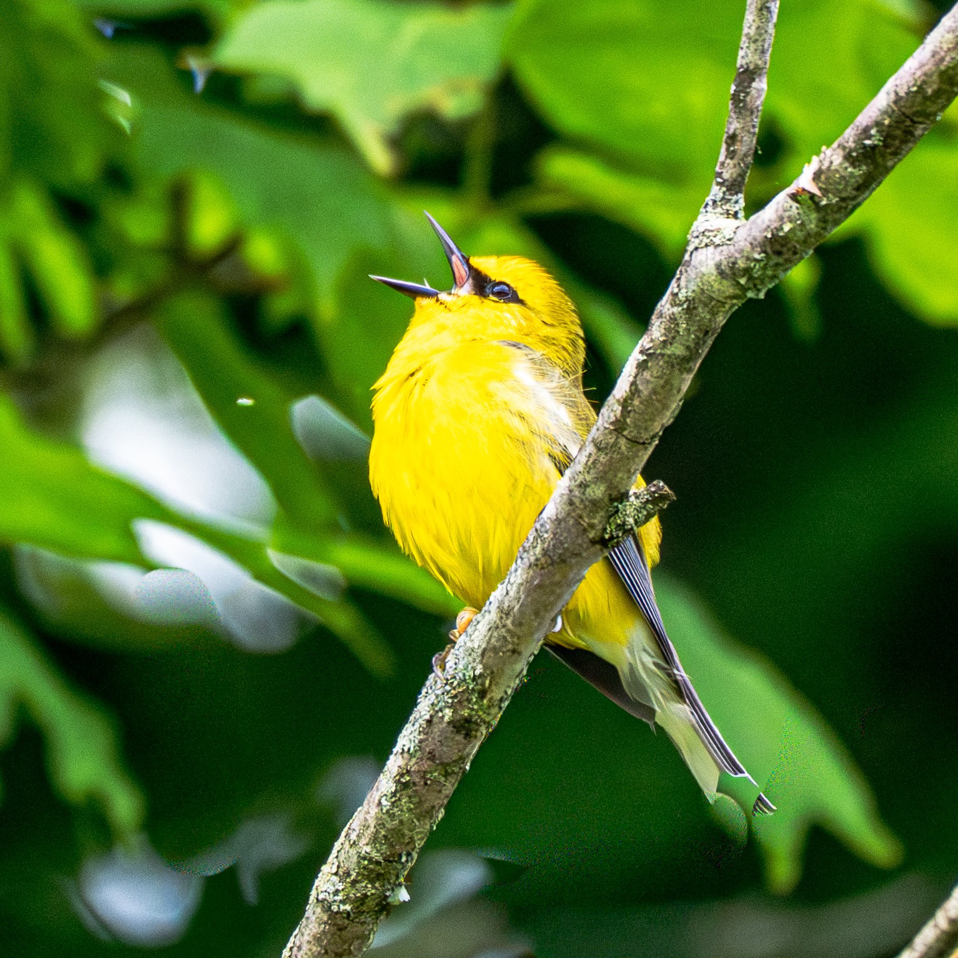 Blue-winged Warbler