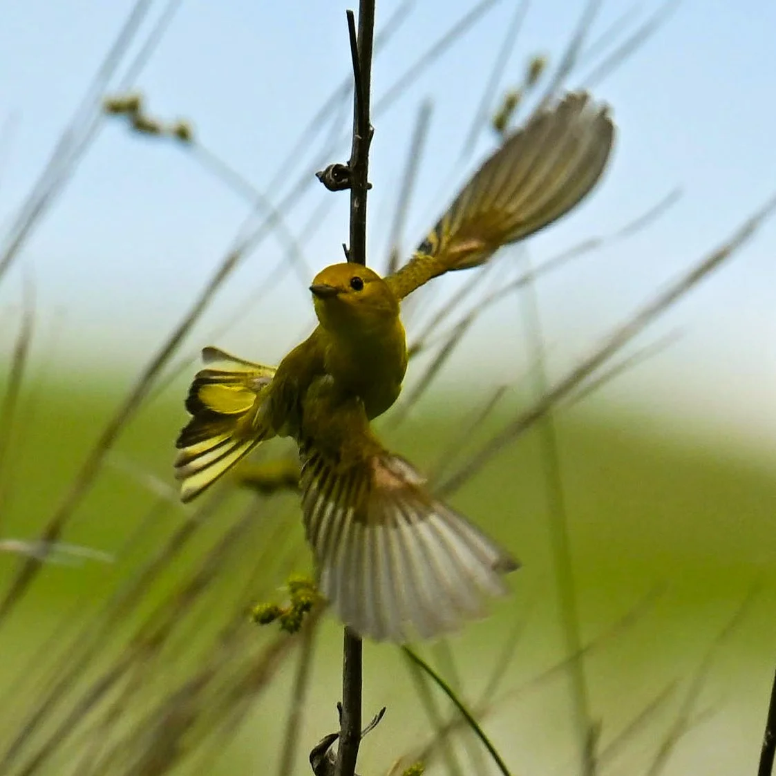 Northern Yellow Warbler