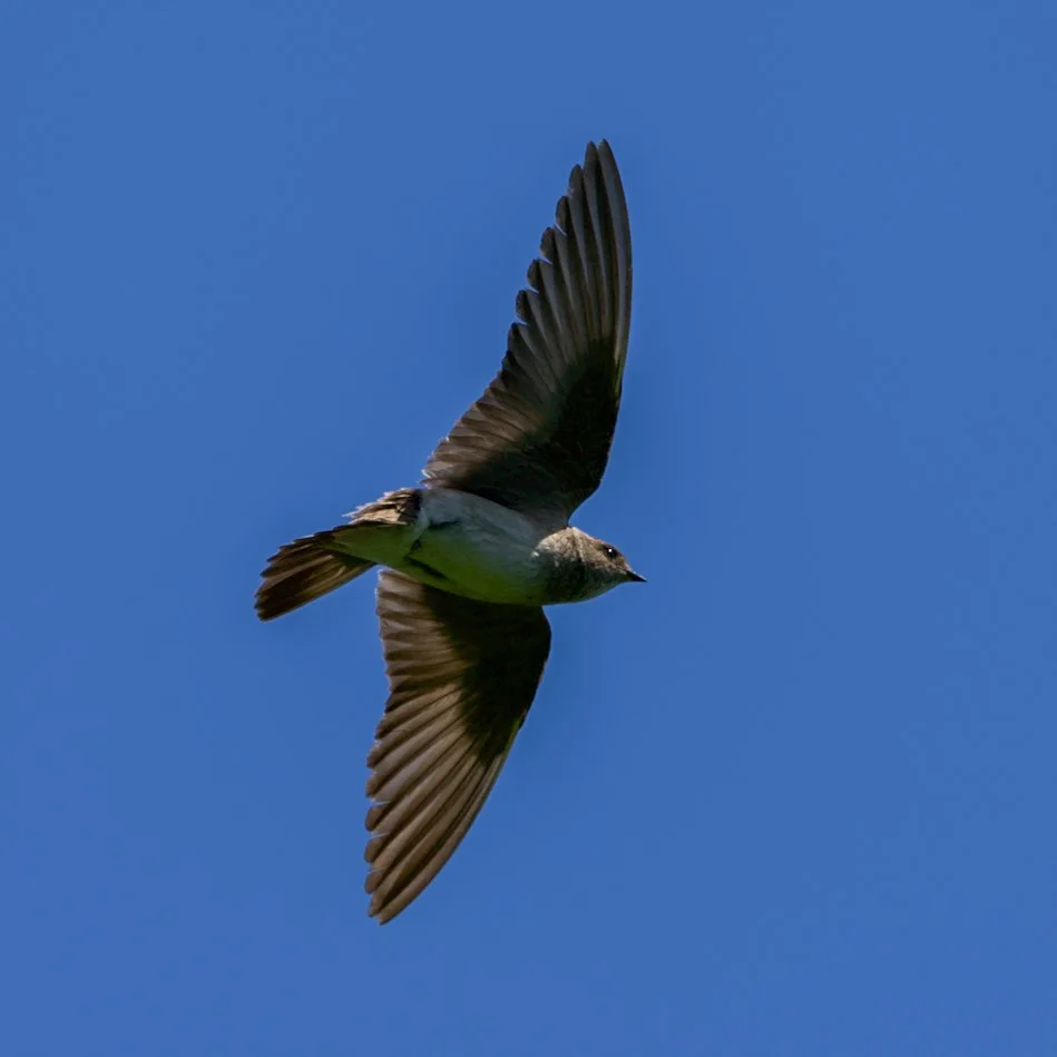 Chimney Swift