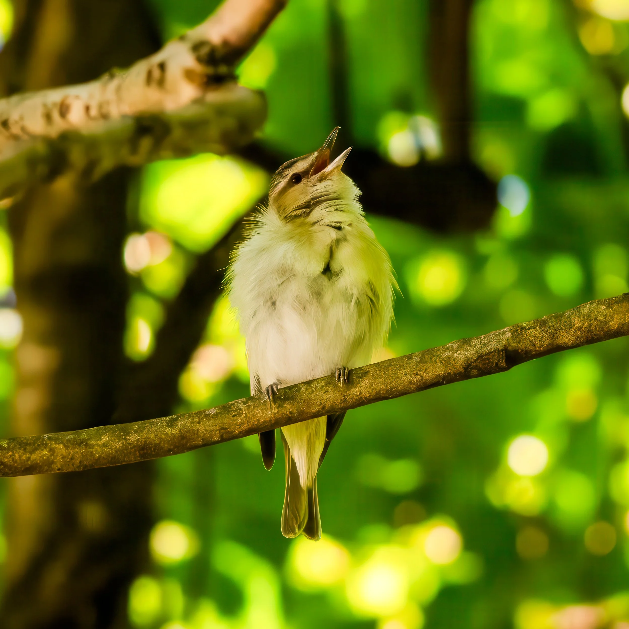 Red-eyed Vireo