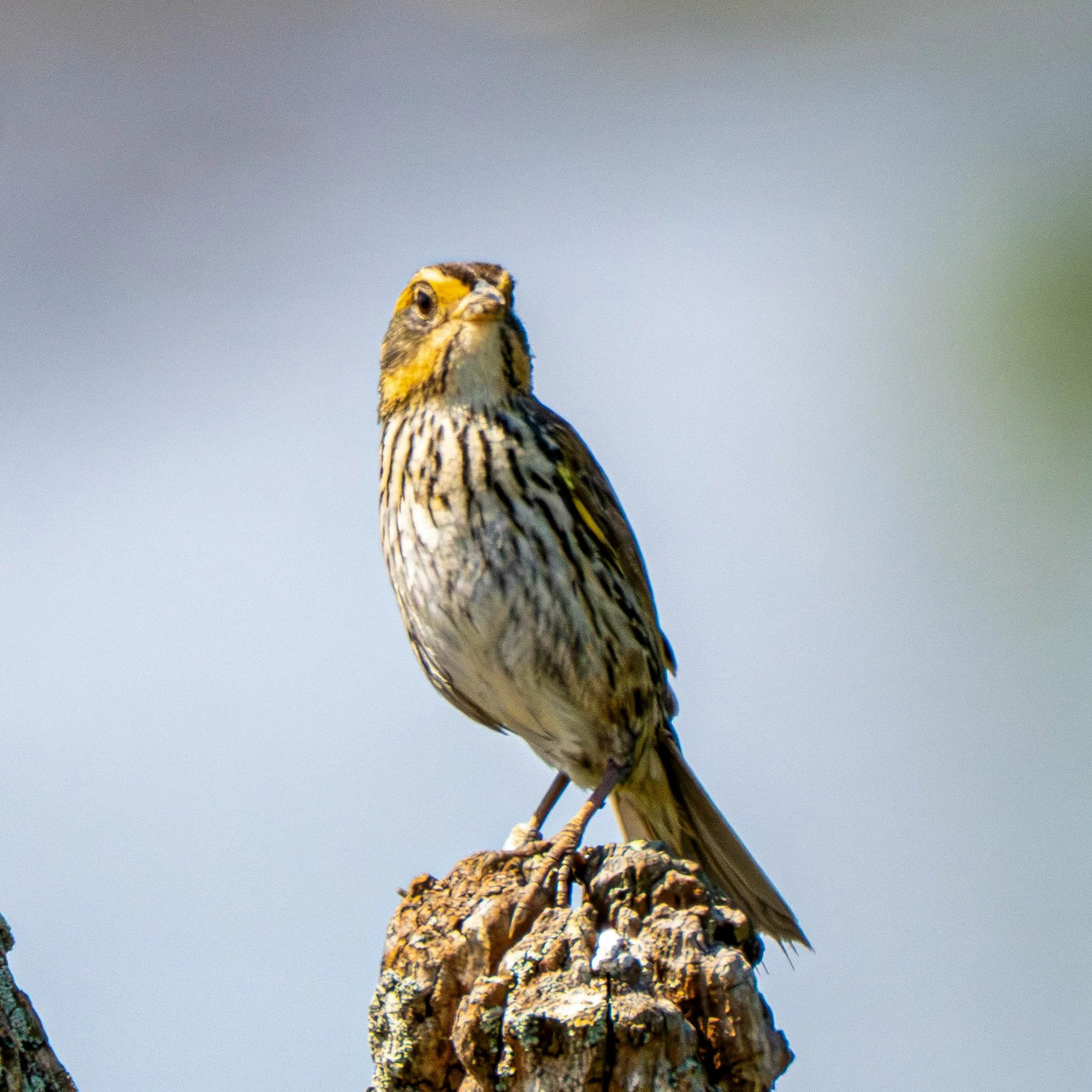 Saltmarsh Sparrow