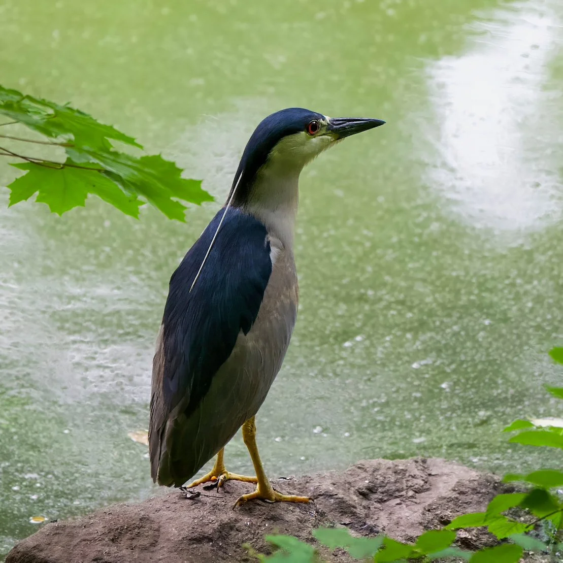 Black-crowned Night Heron