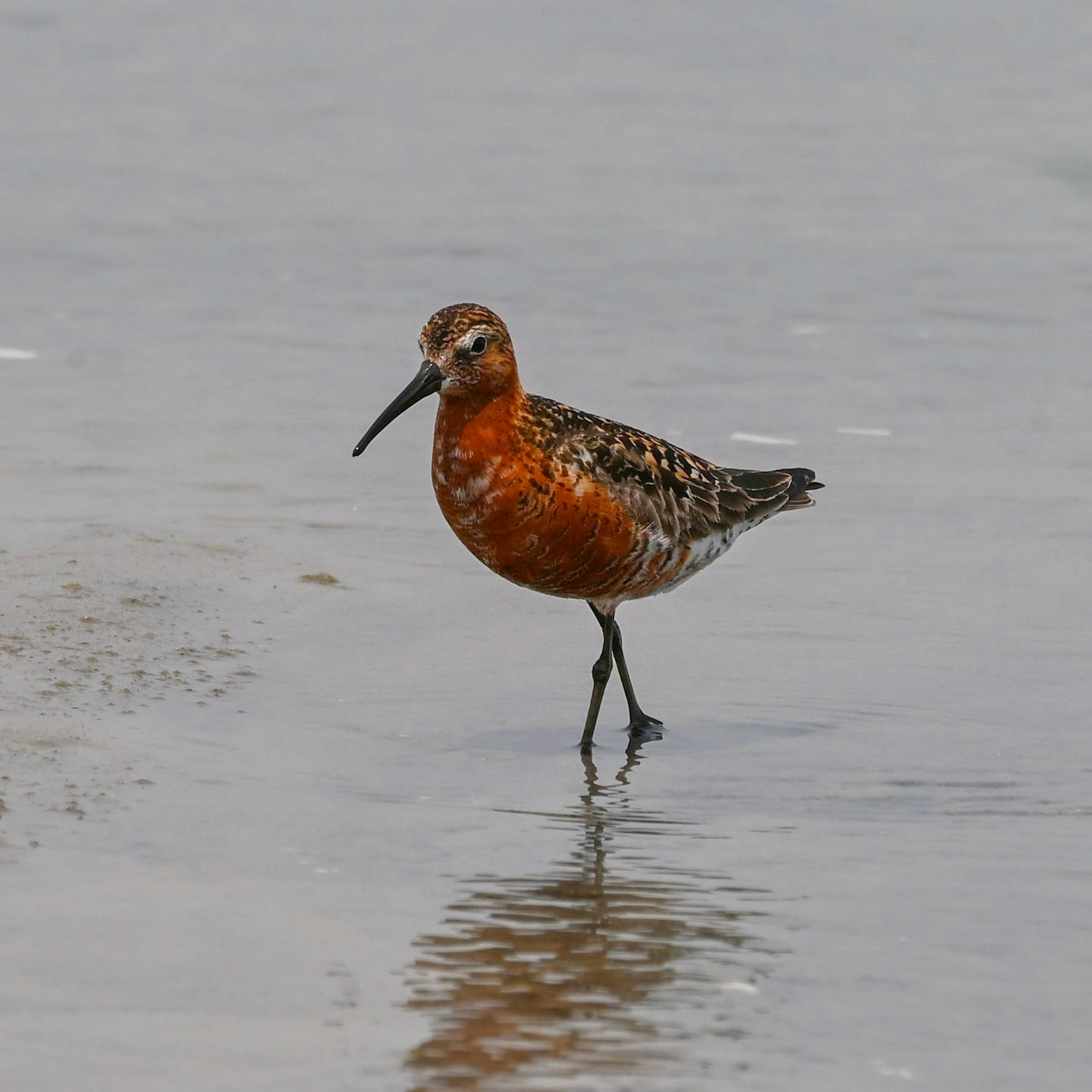 Curlew Sandpiper