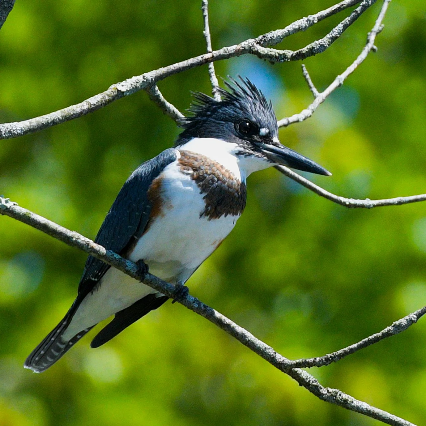 Belted Kingfisher