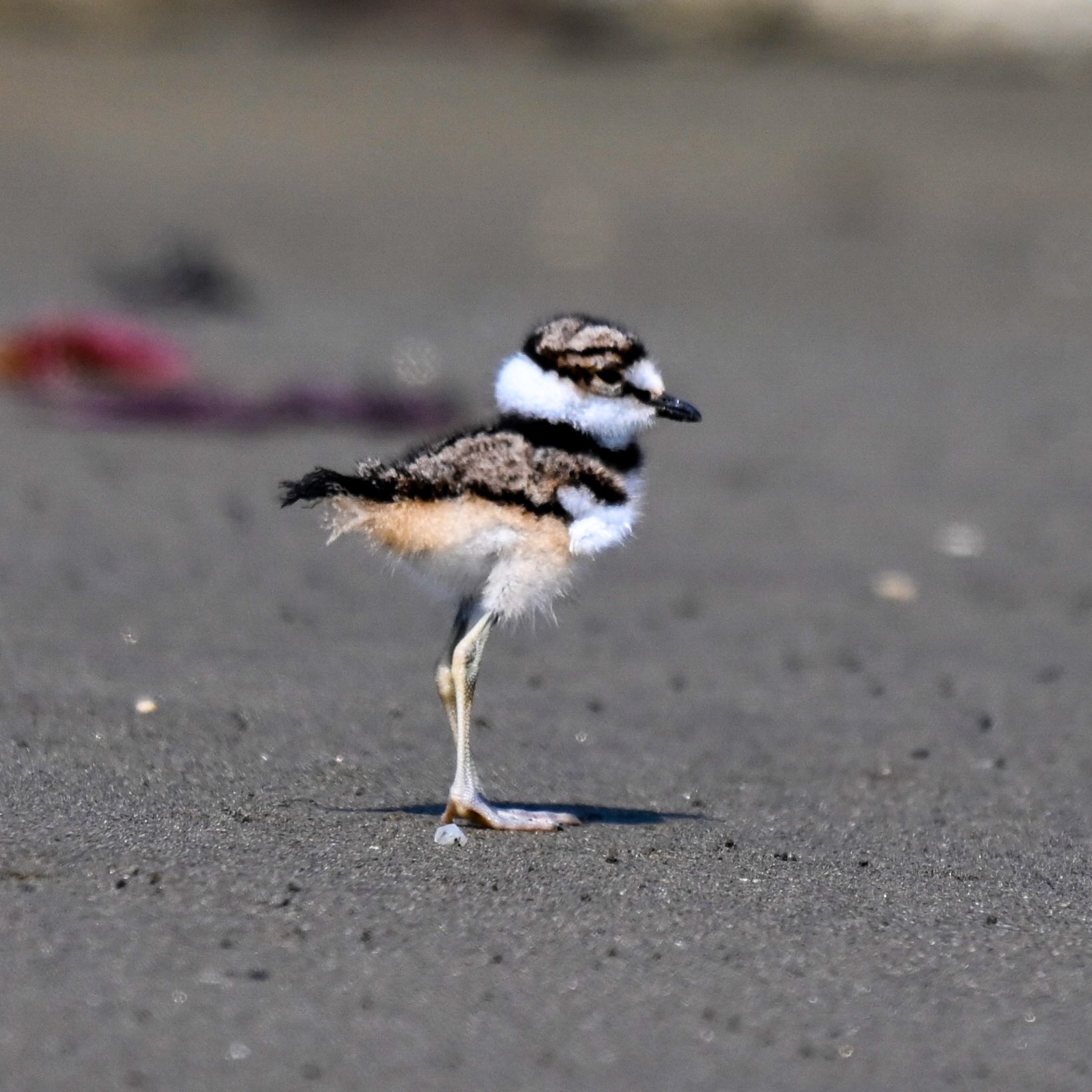 Killdeer