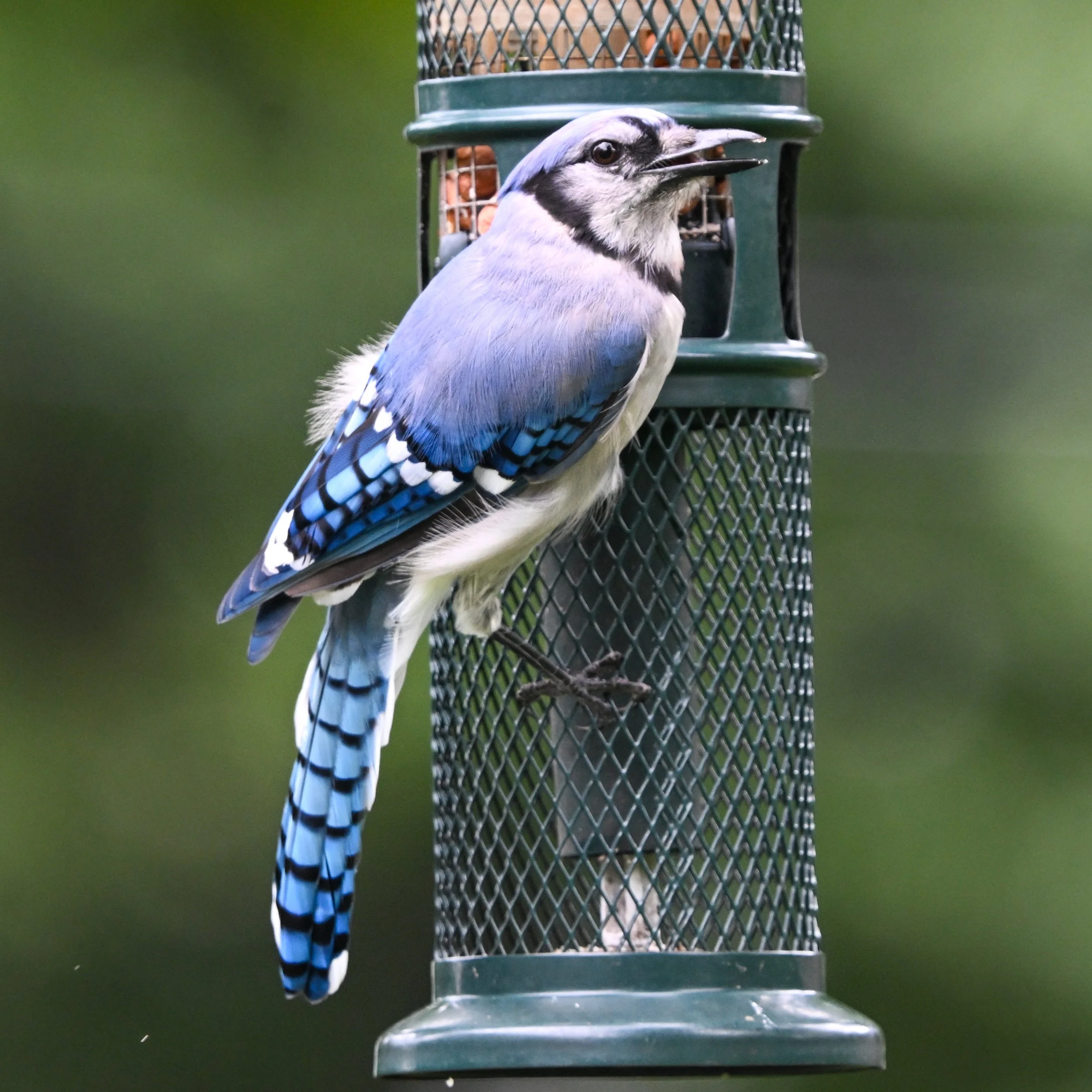 Blue Jay